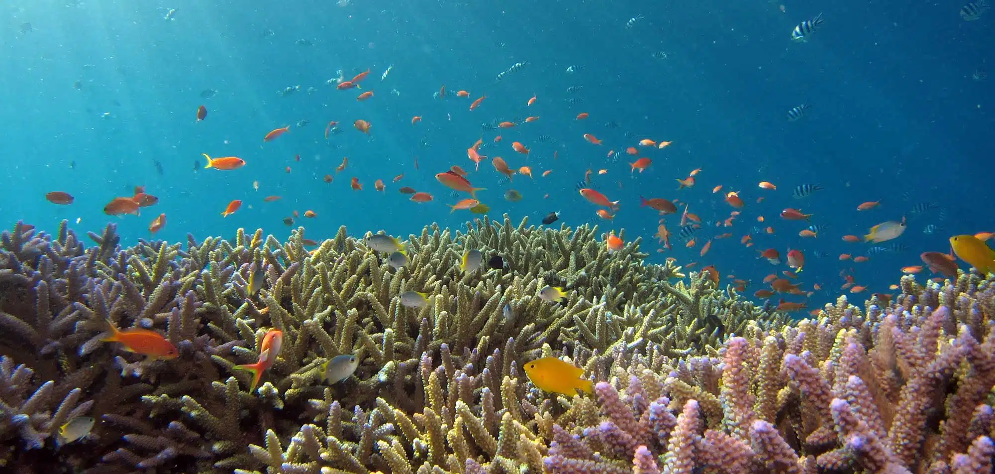 snorkeling