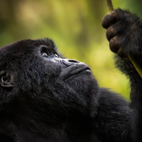 gorilla-trekking-2